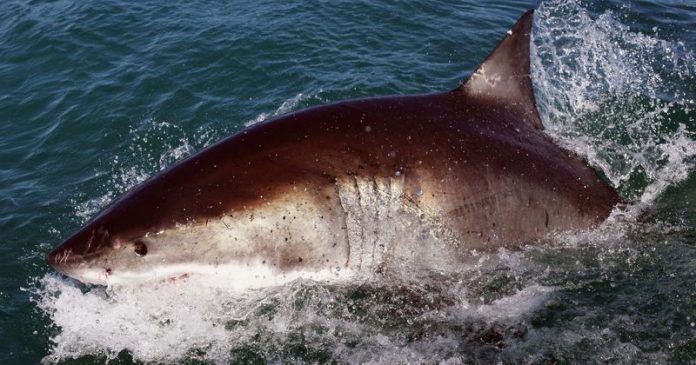 Скупчення великих білих акул біля узбережжя викликає тривогу серед вчених