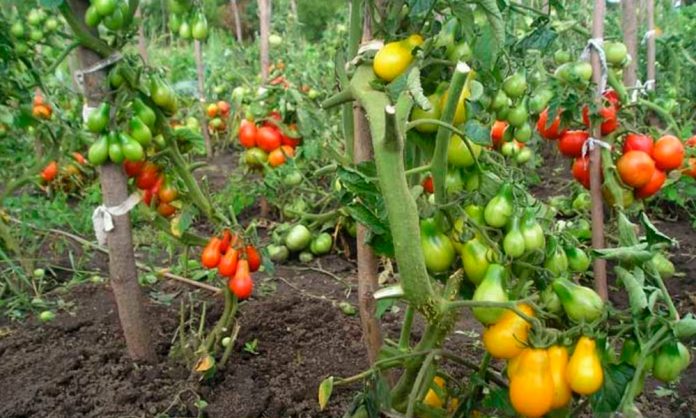 Названо 3 помилки, які допускають при вирощуванні помідор