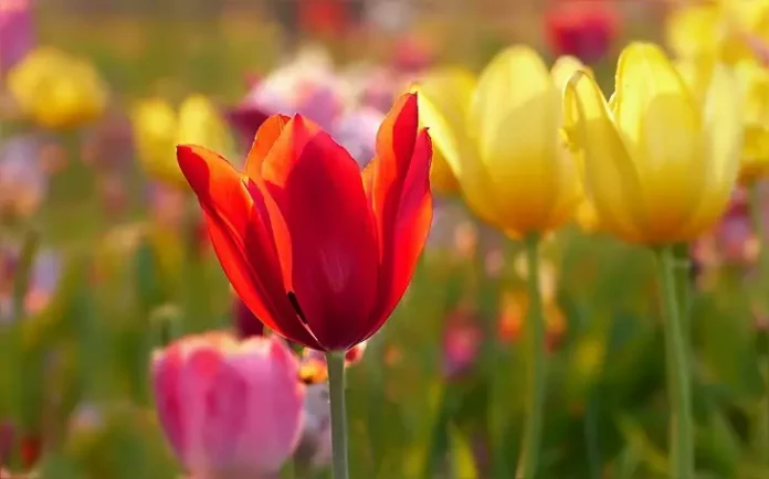 5 невибагливих різновидів тюльпанів