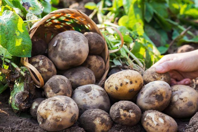 Як захистити картоплю від фітофторозу