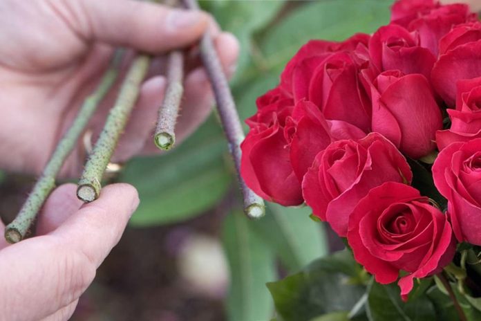 Головні правила та помилки недосвідчених квітникарів при живцюванні троянд