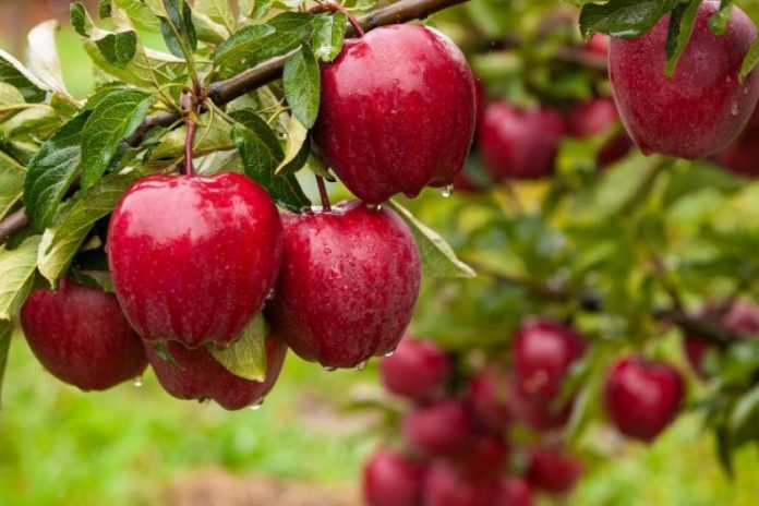 Як збільшити врожай яблук удвічі