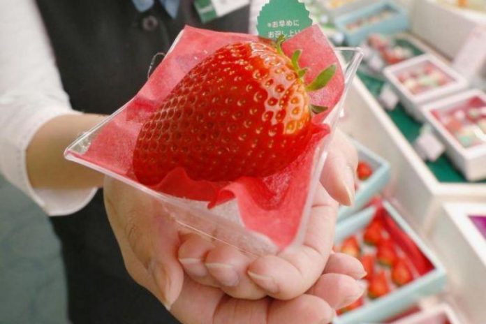 Чим підгодувати полуницю у травні, щоб ягоди тішили розміром