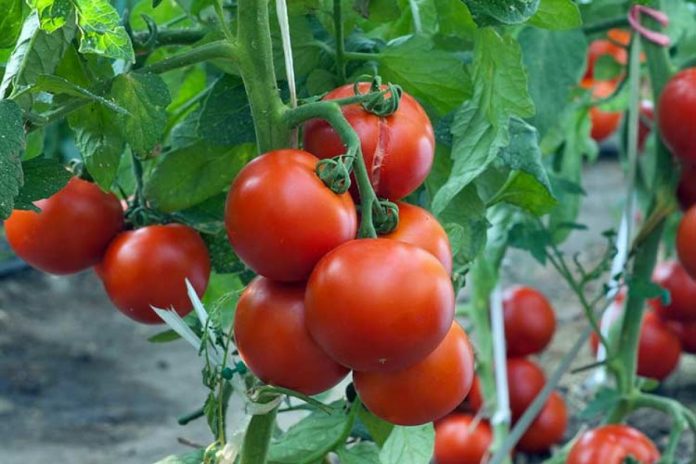 5 помилок при висадженні розсади томатів у теплицю та на город