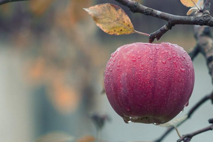 7 причин, чому не плодоносить яблуня
