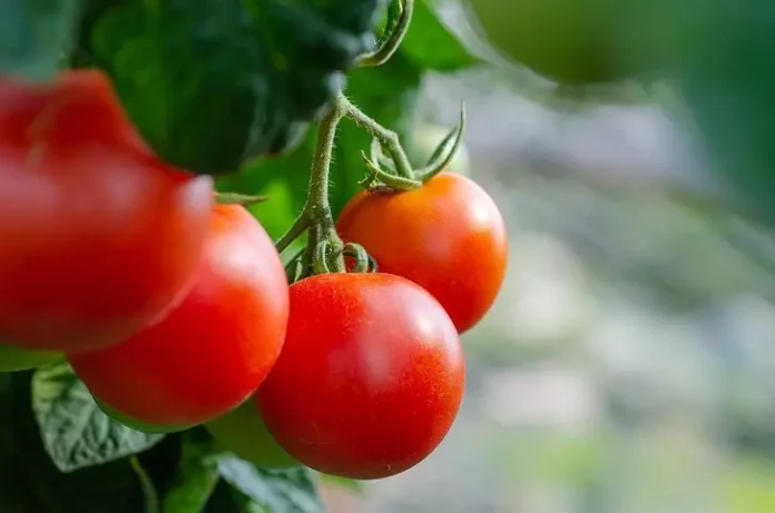 Який овоч краще посадити біля помідорів