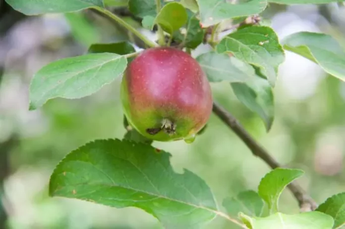Які дерева не можна садити поряд з яблунями та грушами