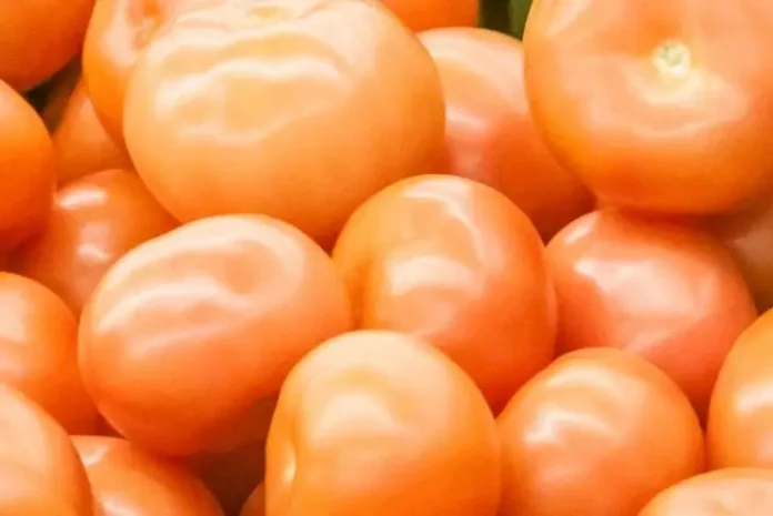 Як виростити «цукрові» томати