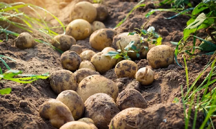 Як підвищити врожайність картоплі втричі
