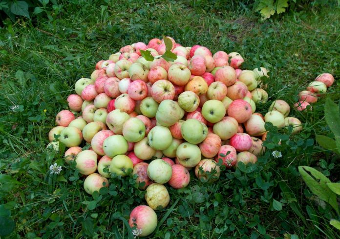 Як використовувати яблука на городі