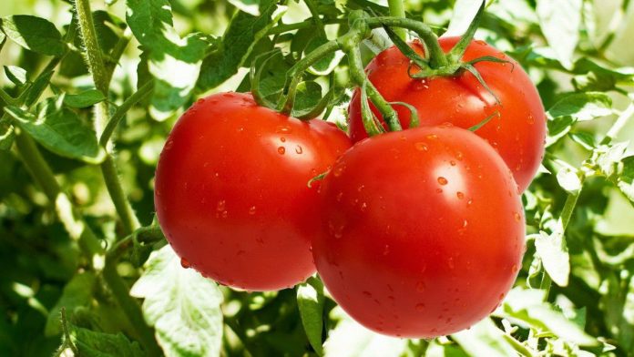 Нітрати більше не страшні: чим обробити томати, щоб у них не накопичувалися нітрати