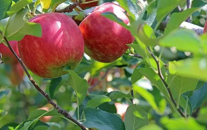 Які рослини не можна садити біля яблуні, якщо хочете отримати врожай