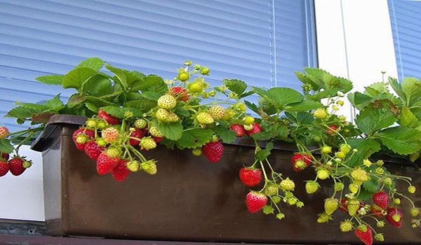 Як вирощувати ремонтантну полуницю на балконі