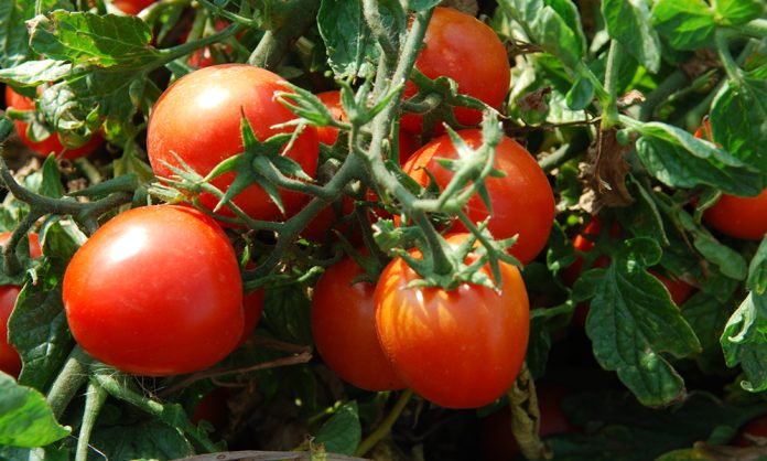 Як зробити, щоб навіть восени кущі були в червоних помідорах