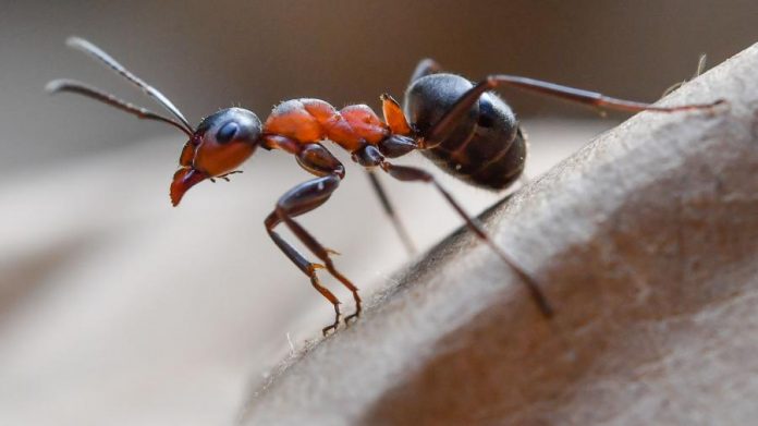 Як позбутися мурах на ділянці
