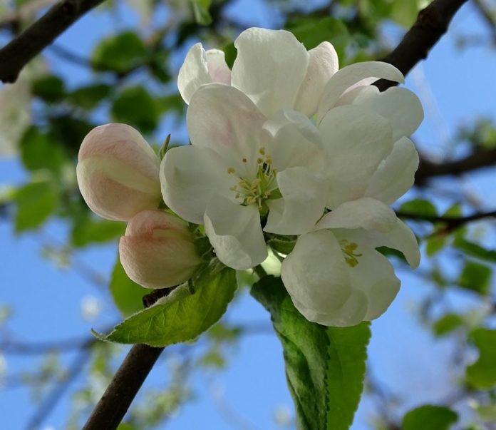 Чи треба обривати цвіт яблуні, про що не здогадуються садівники
