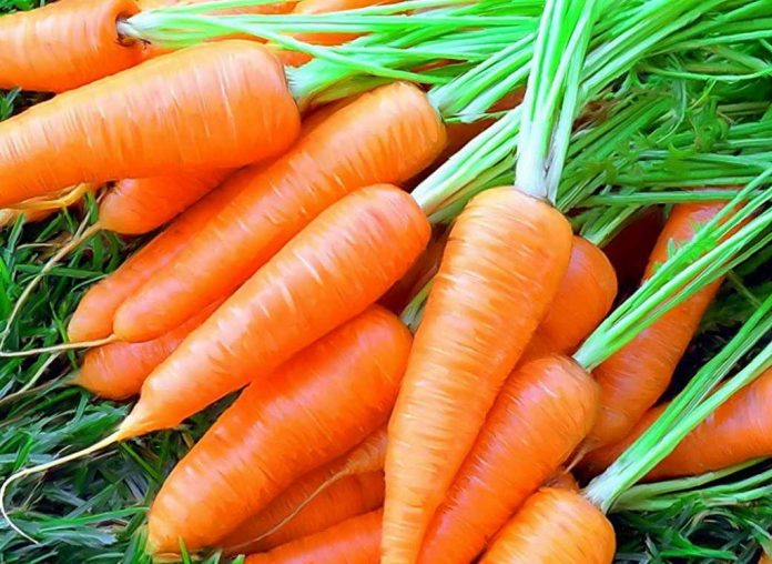 Як довго зберігати моркву в квартирі