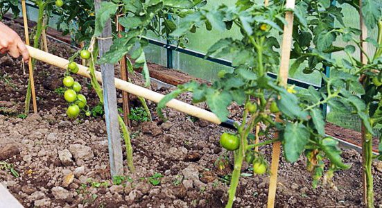 Як підгортати помідори для збільшення врожаю