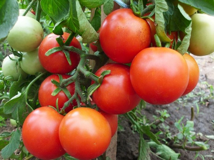 Як вирощувати помідори великими та 