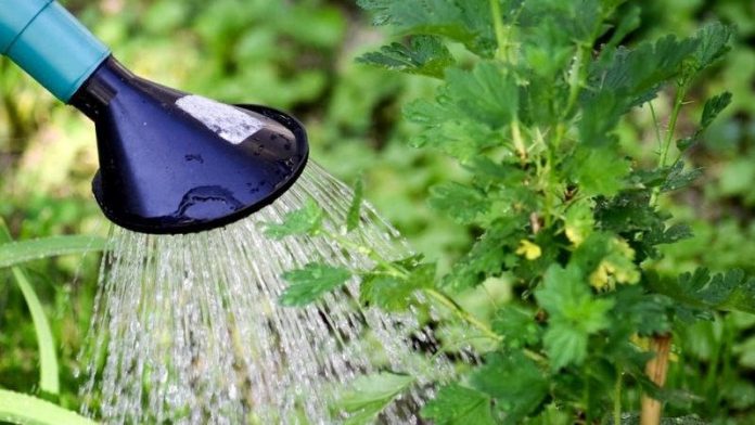 Чому полив рослин теплою водою може значно знизити врожайність