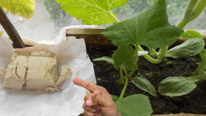 Як використовувати дріжджі при вирощуванні огірків