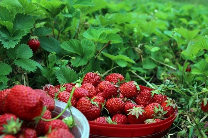 Чому ягоди полуниці дрібні та деформовані: 5 справжніх причин і що робити