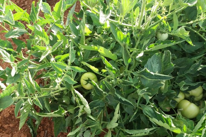 Що робити з пасинками від помідорів: багато городників не знають про це