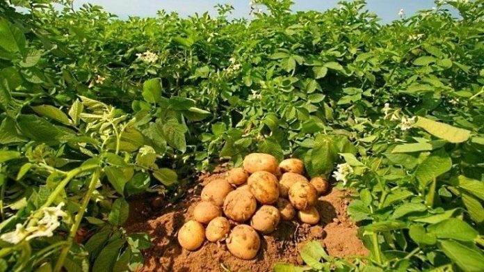 Що потрібно картоплі у червні і серпні, щоб зібрати врожай