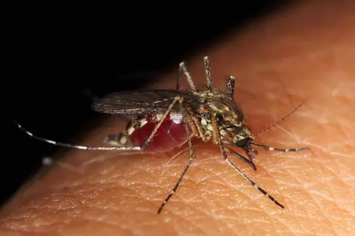 Як відлякати комарів, якщо немає репелентів