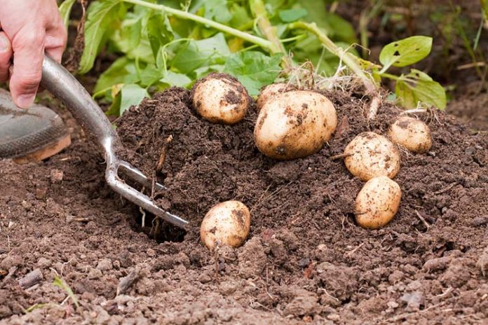 Яку помилку роблять городники, коли підгортають картоплю