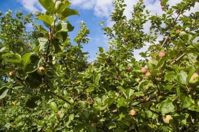 5 способів врятувати яблуню, якщо жовтіє листя