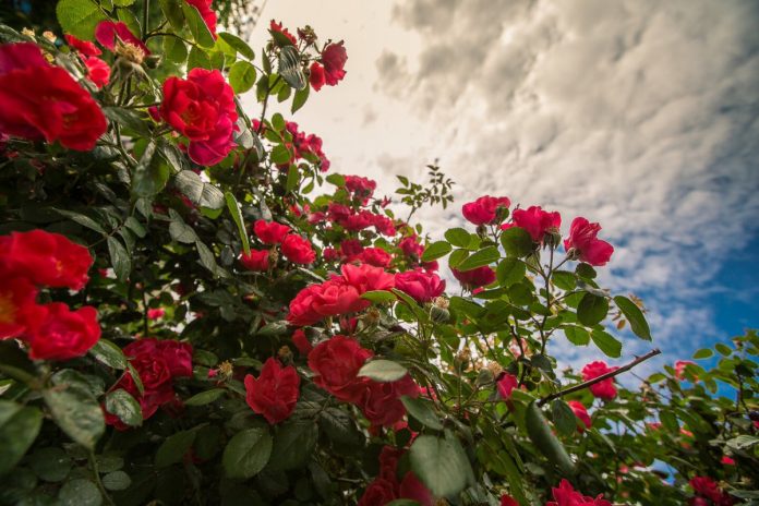 5 способів продовжити період цвітіння троянд