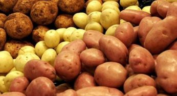 Що зробити в липні з картоплею, щоб збільшити врожай на третину