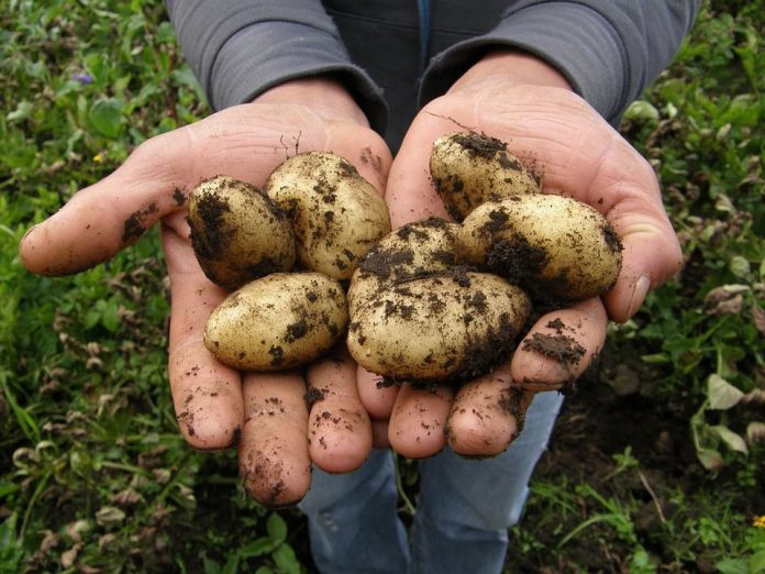2 ознаки того, що потрібно копати картоплю