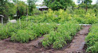 Чи можна вирощувати капусту поруч із помідорами