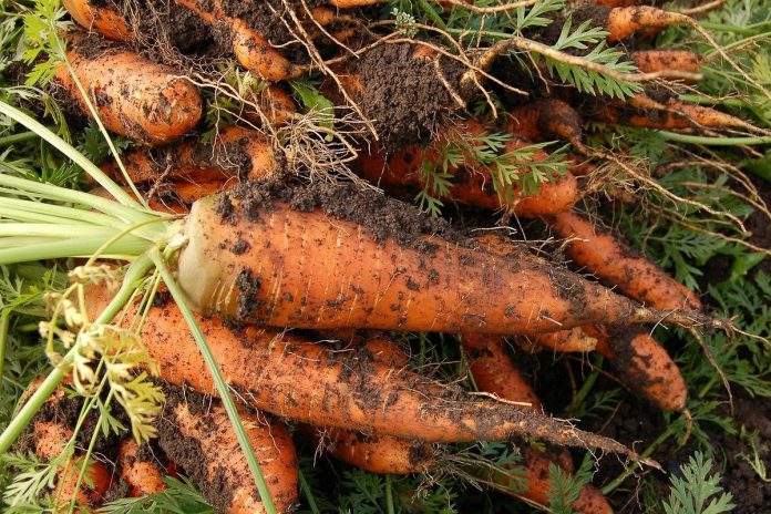 Які помилки допускають дачники при збиранні та зберіганні моркви