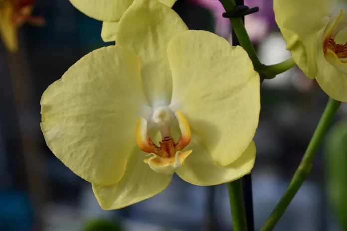 Як змусити орхідею пишно зацвісти