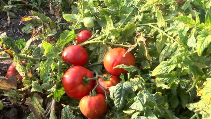 Як використовувати каву при вирощуванні огірків та помідорів