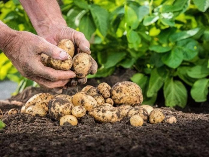Що садити після картоплі, щоб збагатити ґрунт