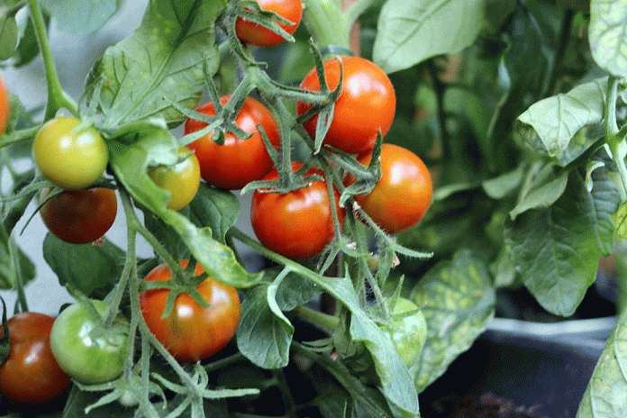 8-10 кг смачних помідорів з кожного куща: як правильно використовувати соду