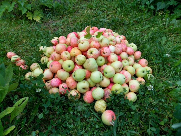 Не викидайте гнилі яблука, використовуйте їх з користю для ґрунту