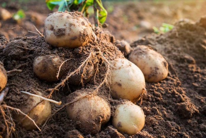 Щоб не залишитися без урожаю картоплі потрібно дотримуватися 4 правил у серпні