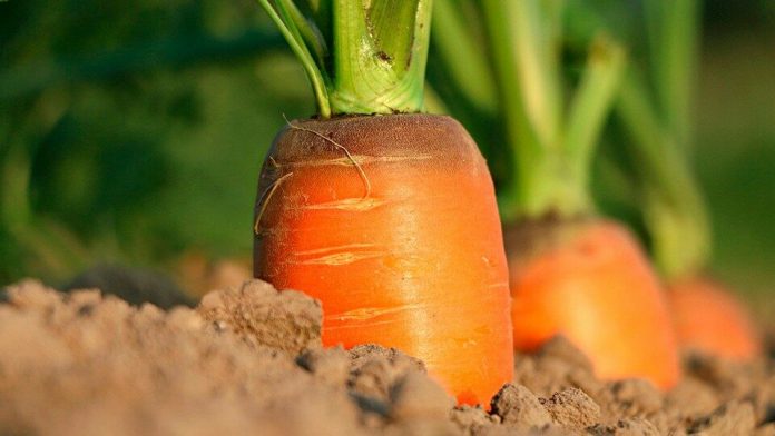 Як у серпні підживити моркву, щоб вона була солодка