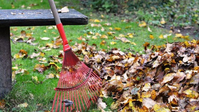 Як утилізувати опале листя з користю для саду та городу