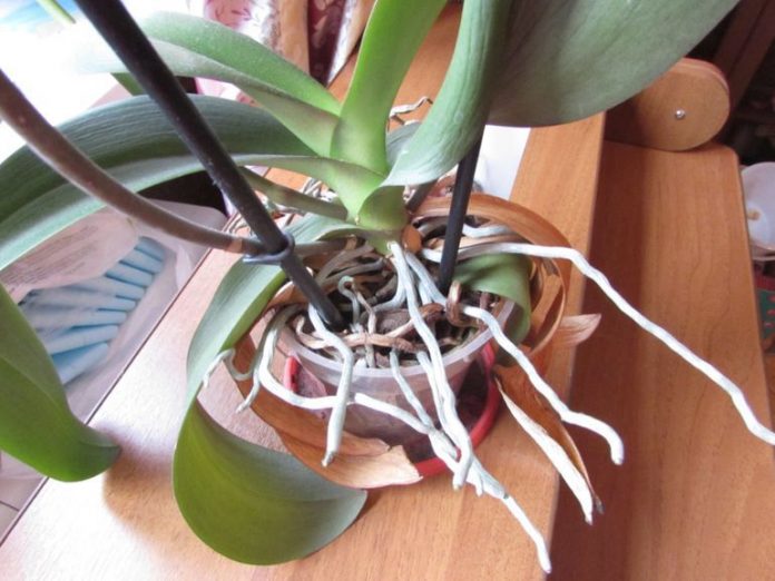 Як «приборкати» коріння орхідеї, що стирчить з горщика, не вдаючись до обрізки