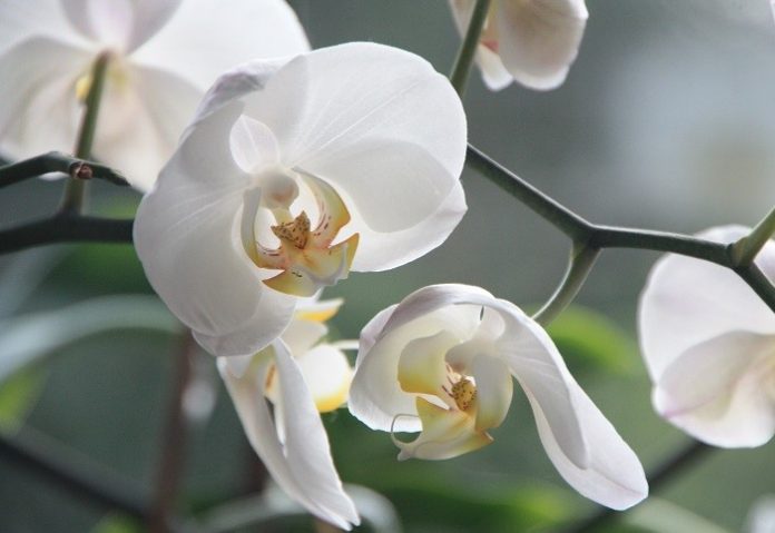 5 частих помилок по догляду за орхідеєю