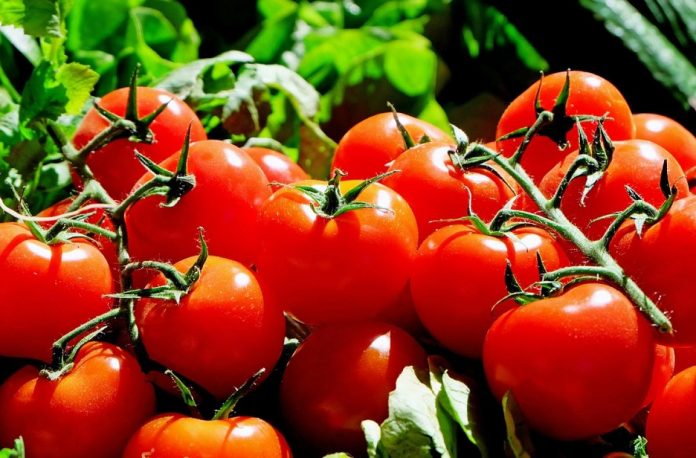 Як врятувати помідори від сирої погоди: 4 поради