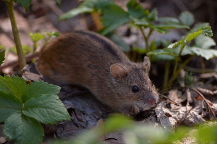 Які рослини допоможуть вигнати мишей з вашого городу