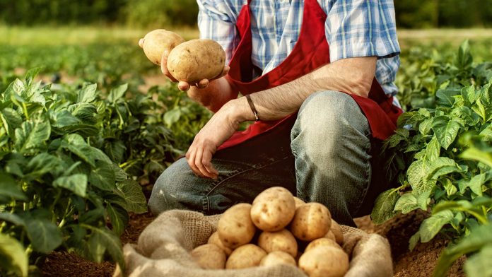 Коли збирати картоплю, щоб довше зберігався врожай