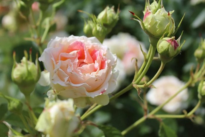 Чому троянди перестали пишно цвісти